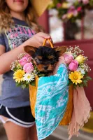 Polly Pocket, a female Yorkshire Terrier for sale in Gilbertsville, KY – Photo 2 of 5