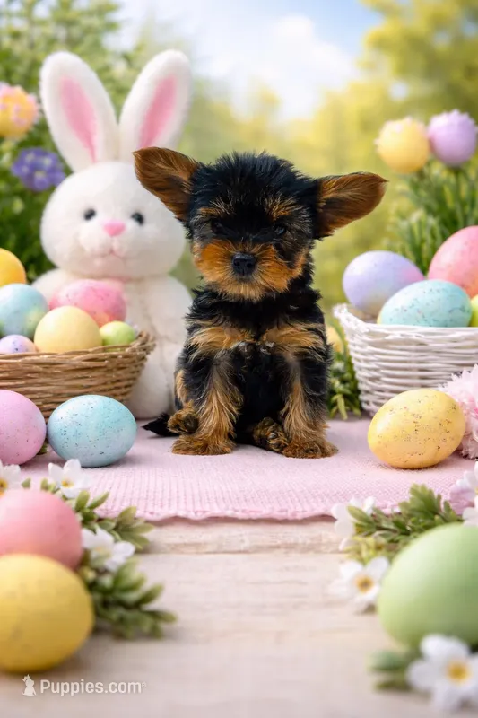 Polly Pocket – Yorkshire Terrier puppy for sale in Gilbertsville, KY