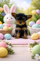 Polly Pocket, a female Yorkshire Terrier for sale in Gilbertsville, KY – Photo 1 of 5