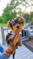 Buddy, a male Yorkshire Terrier for sale in Gilbertsville, KY – 2 of 6