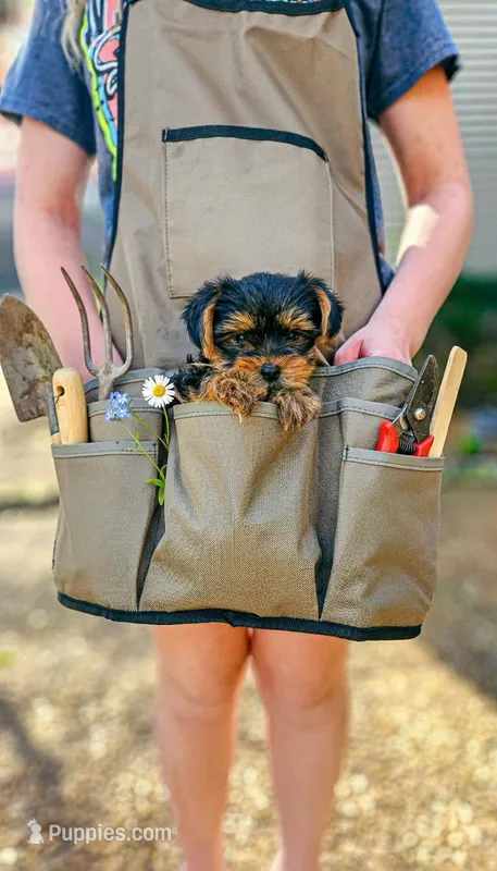 Buddy – Yorkshire Terrier puppy for sale in Gilbertsville, KY