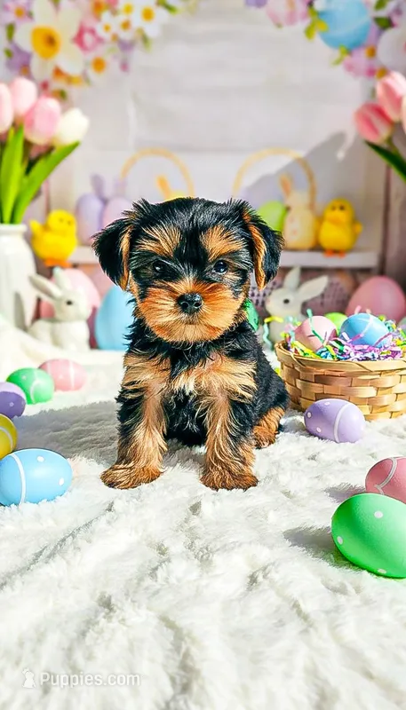 Buddy – Yorkshire Terrier puppy for sale in Gilbertsville, KY