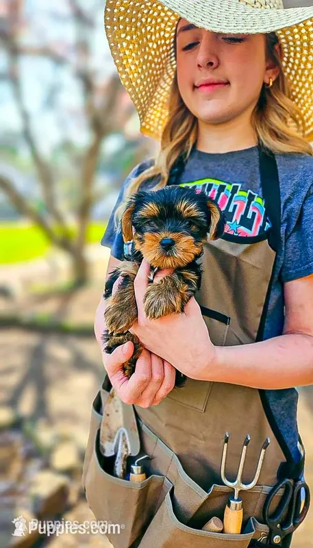 Buddy – Yorkshire Terrier puppy for sale in Gilbertsville, KY