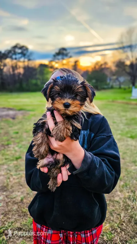 Mr. Wiggles – Yorkshire Terrier puppy for sale in Gilbertsville, KY