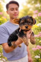 Chubs, a male Yorkshire Terrier for sale in Gilbertsville, KY – Photo 1 of 3