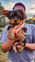 Chubs, a male Yorkshire Terrier for sale in Gilbertsville, KY – Photo 3 of 3