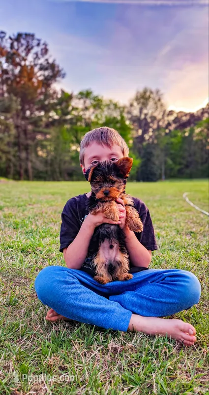 Chubs – Yorkshire Terrier puppy for sale in Gilbertsville, KY