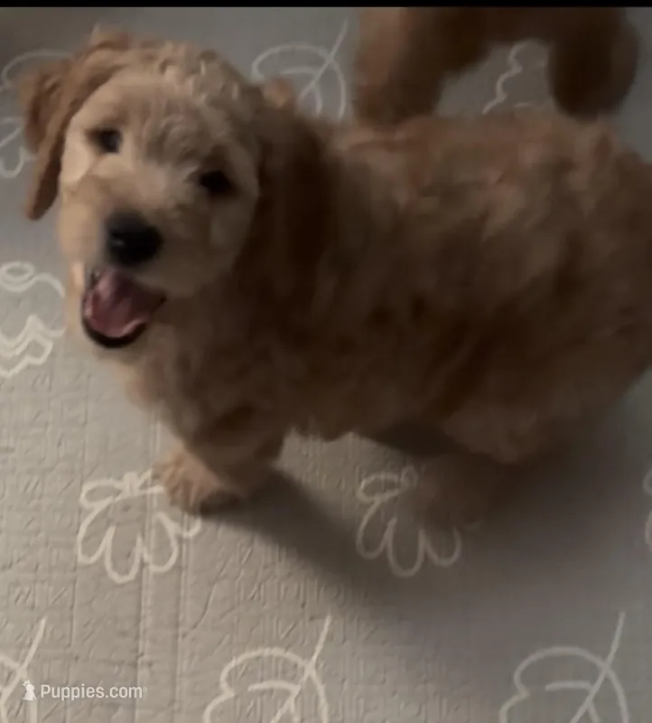 Teddy – Goldendoodle puppy for sale in Cleveland, OH