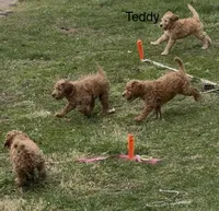 Teddy, a female Goldendoodle for sale in Cleveland, OH – Photo 3 of 4