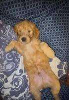 Teddy, a female Goldendoodle for sale in Cleveland, OH – Photo 2 of 2