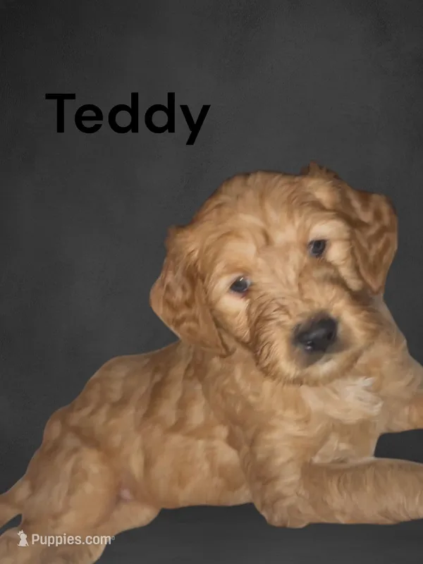 Teddy – Goldendoodle puppy for sale in Cleveland, OH