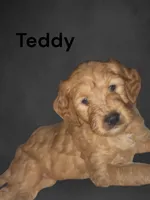 Teddy, a female Goldendoodle for sale in Cleveland, OH – Photo 1 of 2