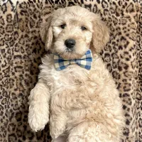 Teddy, a female Goldendoodle for sale in Cleveland, OH – Photo 1 of 4