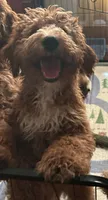 Turk  (Mini goldendoodle 🐕), a male Goldendoodle for sale in Cleveland, OH – 8 of 8