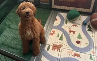 Sunny  (Multi-gen mini goldendoodle 🐕), a male Goldendoodle for sale in Cleveland, OH – 9 of 9
