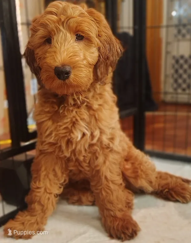 Maxx (Mini doodle) – Goldendoodle puppy for sale in Cleveland, OH