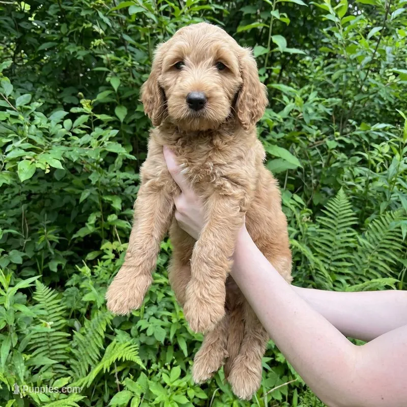 Maxx – Goldendoodle puppy for sale in Cleveland, OH