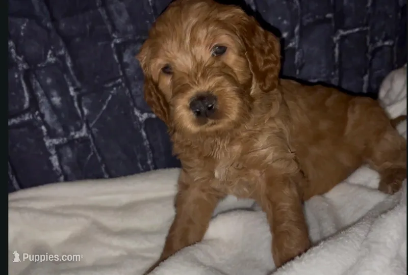 Maxx – Goldendoodle puppy for sale in Cleveland, OH