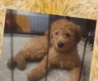 Violet mini goldendoodle Mother's Day week special price , a female Goldendoodle for sale in Cleveland, OH – 5 of 6
