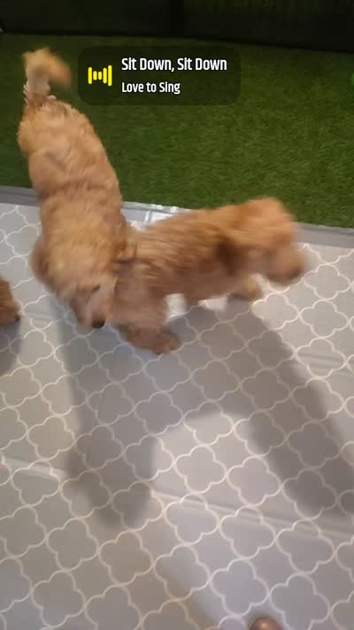 Violet mini goldendoodle Mother's Day week special price , a female Goldendoodle for sale in Cleveland, OH – 6 of 6