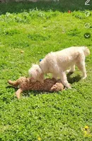Roscoe  (mini goldendoodle 🐕), a male Goldendoodle for sale in Cleveland, OH – Photo 4 of 7