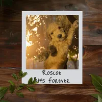 Roscoe, a male Goldendoodle for sale in Cleveland, OH – Photo 2 of 4