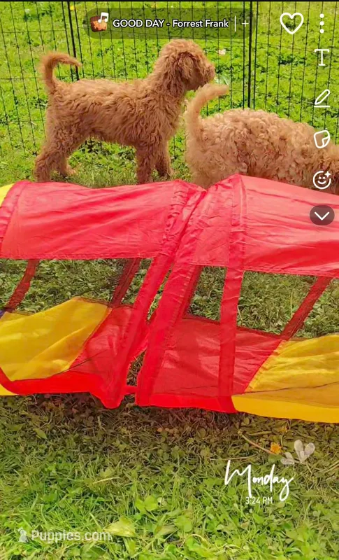 Roscoe  (Multi-gen🐕) – Goldendoodle puppy for sale in Cleveland, OH