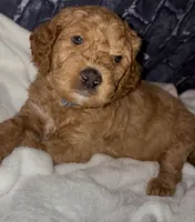 Roscoe, a male Goldendoodle for sale in Cleveland, OH – Photo 4 of 4