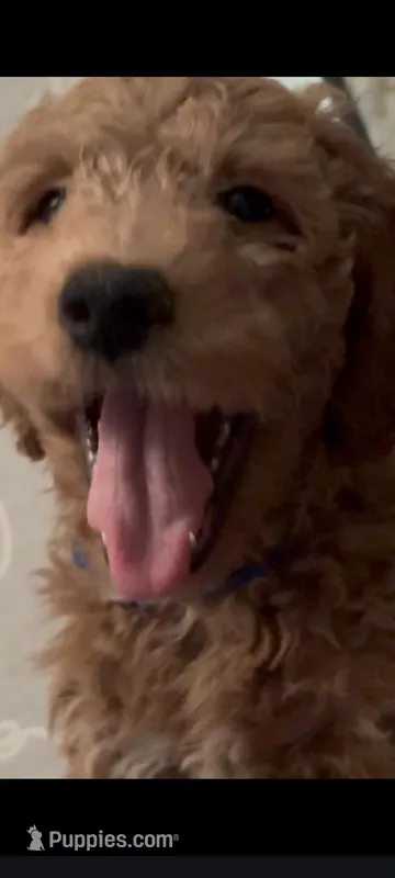 Roscoe – Goldendoodle puppy for sale in Cleveland, OH