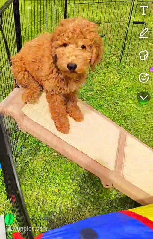 Roscoe  (mini goldendoodle 🐕) – Goldendoodle puppy for sale in Cleveland, OH