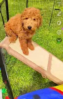 Roscoe  (mini goldendoodle 🐕), a male Goldendoodle for sale in Cleveland, OH – Photo 1 of 7
