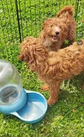 Turk  (Mini goldendoodle 🐕), a male Goldendoodle for sale in Cleveland, OH – Photo 5 of 6