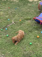 Turk, a male Goldendoodle for sale in Cleveland, OH – Photo 3 of 4