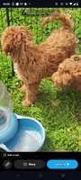 Turk  (Mini goldendoodle 🐕), a male Goldendoodle for sale in Cleveland, OH – Photo 2 of 6