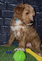 Turk, a female Goldendoodle for sale in Cleveland, OH – Photo 1 of 2