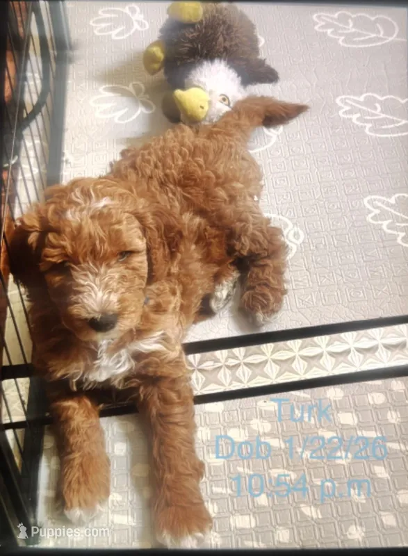 Turk – Goldendoodle puppy for sale in Cleveland, OH