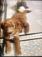 Turk, a male Goldendoodle for sale in Cleveland, OH – Photo 1 of 4