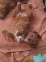 Turk, a male Goldendoodle for sale in Cleveland, OH – Photo 4 of 4