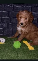 Turk, a female Goldendoodle for sale in Cleveland, OH – Photo 2 of 2
