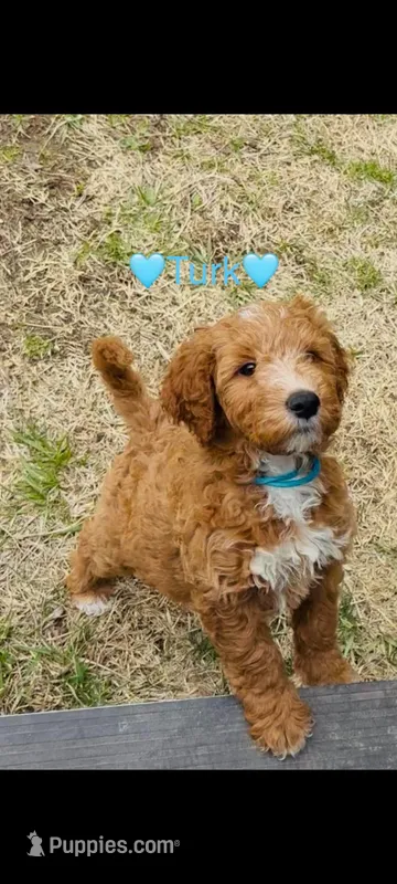 Turk  (Multi-gen🐕) – Goldendoodle puppy for sale in Cleveland, OH