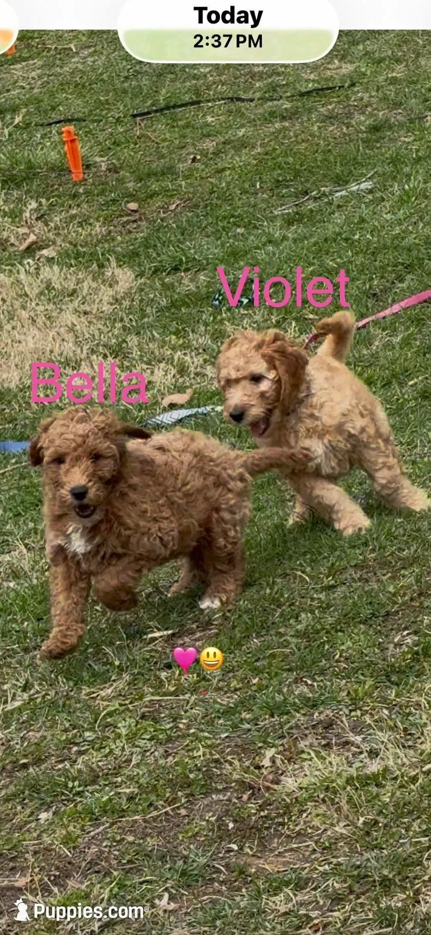 Bella – Goldendoodle puppy for sale in Cleveland, OH
