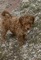 Bella (Multi-gen🐕), a female Goldendoodle for sale in Cleveland, OH – Photo 4 of 5