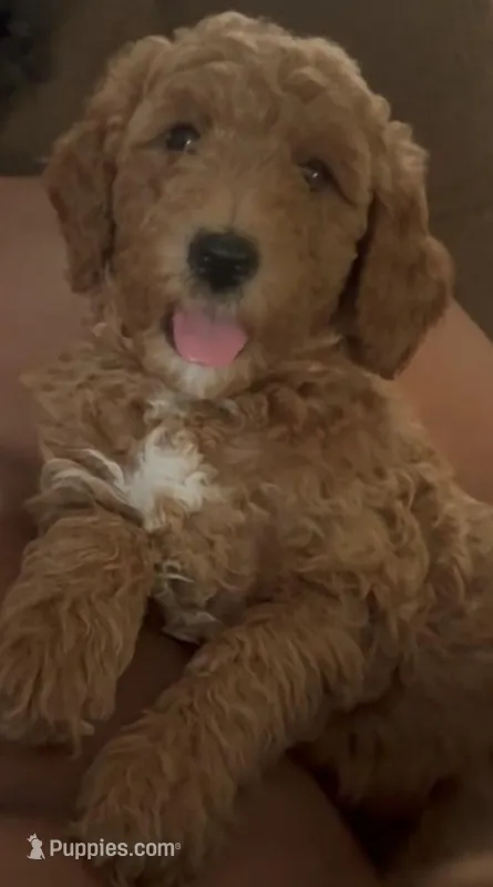 Bella – Goldendoodle puppy for sale in Cleveland, OH