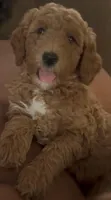 Bella (Multi-gen🐕), a female Goldendoodle for sale in Cleveland, OH – Photo 3 of 5