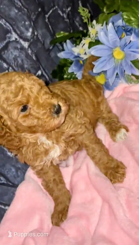 Bella – Goldendoodle puppy for sale in Cleveland, OH
