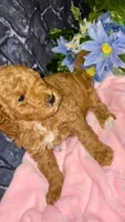 Bella, a female Goldendoodle for sale in Cleveland, OH – Photo 1 of 2
