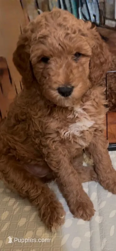 Bella (Multi-gen🐕) – Goldendoodle puppy for sale in Cleveland, OH