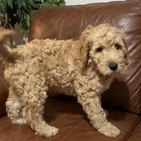 Junior  (Multi-gen🐕), a female Goldendoodle for sale in Cleveland, OH – Photo 1 of 3