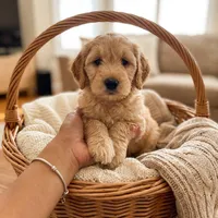Junior, a female Goldendoodle for sale in Cleveland, OH – Photo 1 of 2