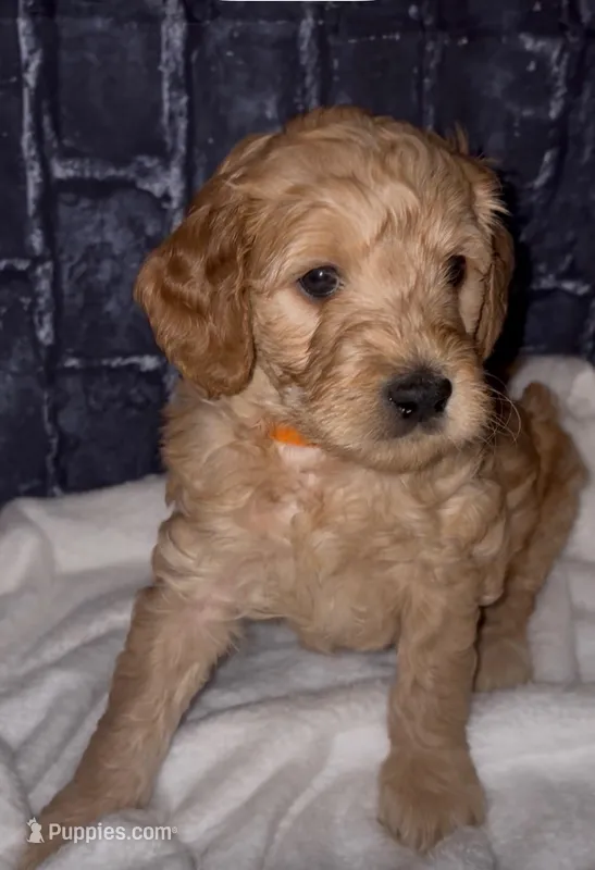 Junior – Goldendoodle puppy for sale in Cleveland, OH